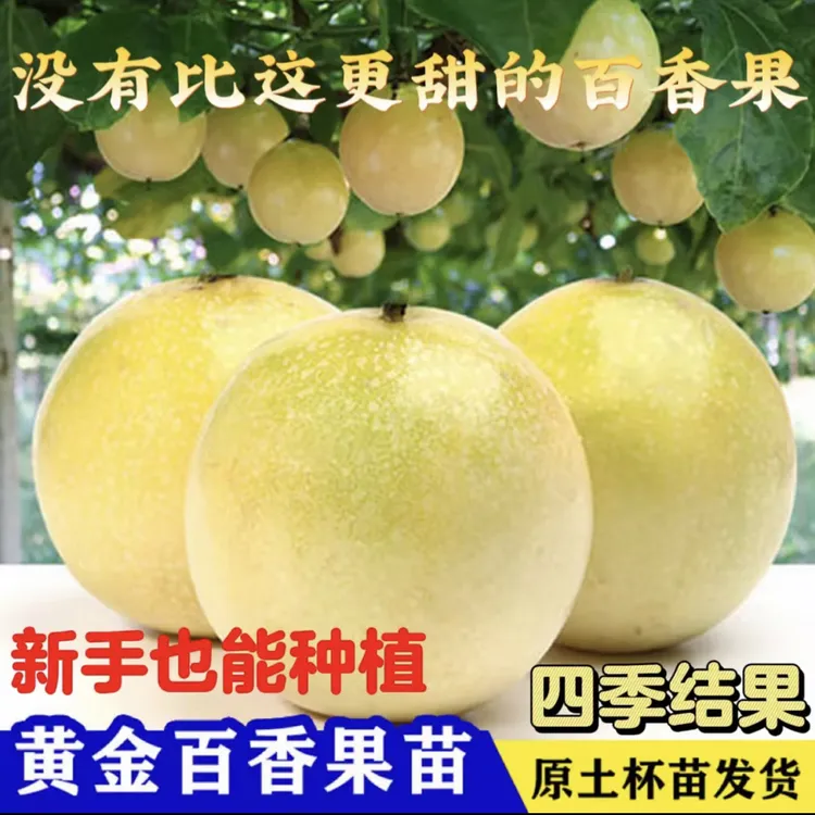 新品种纯甜黄金9号百香果嫁接苗百香果苗四季开花结果盆栽地栽