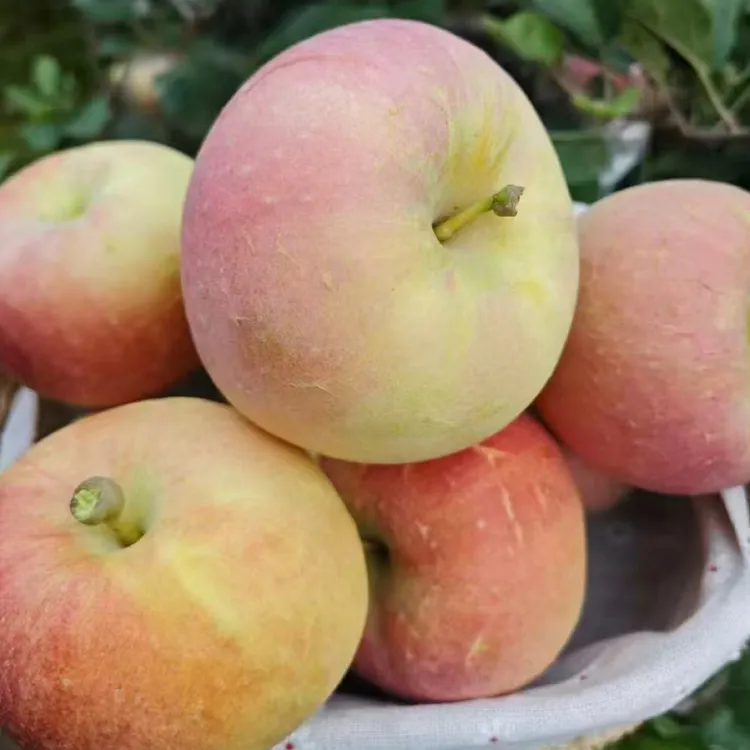 塔克斯(产地山西运城直发)口感超甜，百分之阿克苏冰糖心苹果新疆