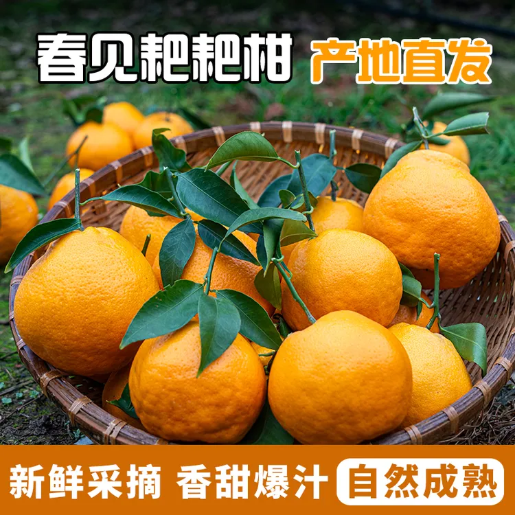 正宗四川春见耙耙柑果肉细腻甜蜜多汁头茬鲜果新鲜采摘现摘现发