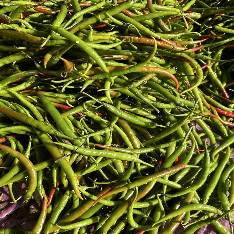清园处理花线椒二荆条尖椒现摘青紫椒辣椒中辣做泡椒腌辣椒专业