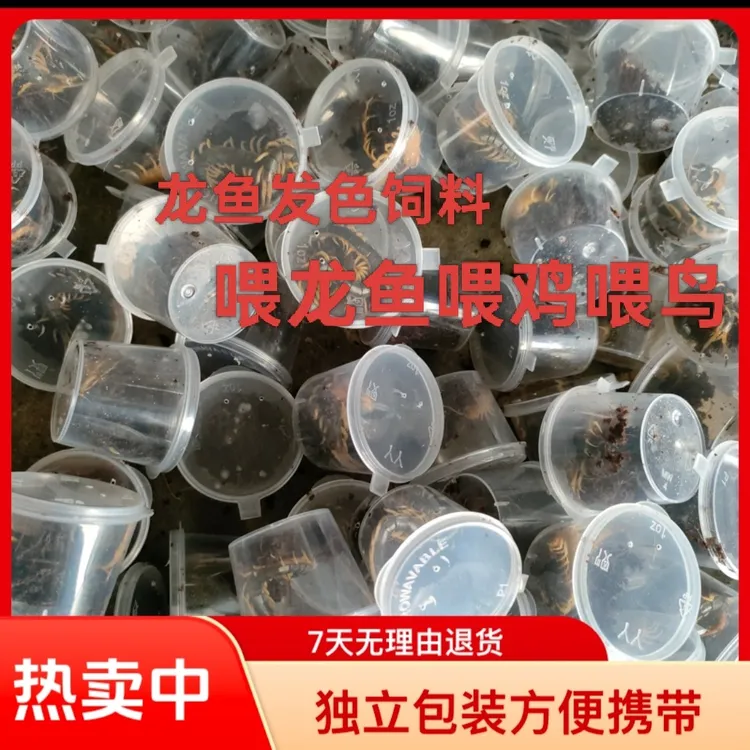 龙鱼发色饲料发色蜈蚣观赏鱼专用高效营养龙鱼零食鳄雀鳝食物