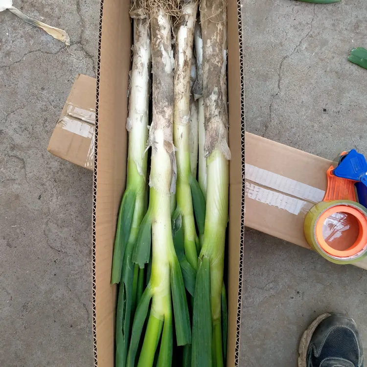 新鲜铁杆大葱带皮毛葱安丘大葱5斤装礼盒湛蘸酱精品