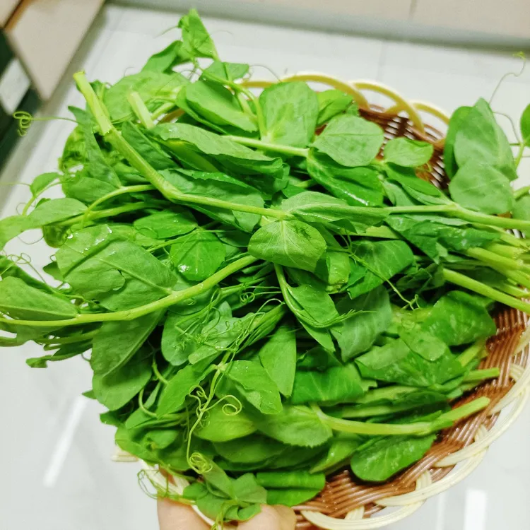 【中通生鲜】新鲜豌豆尖时令农家蔬菜现摘现发贵州蔬菜农家直发