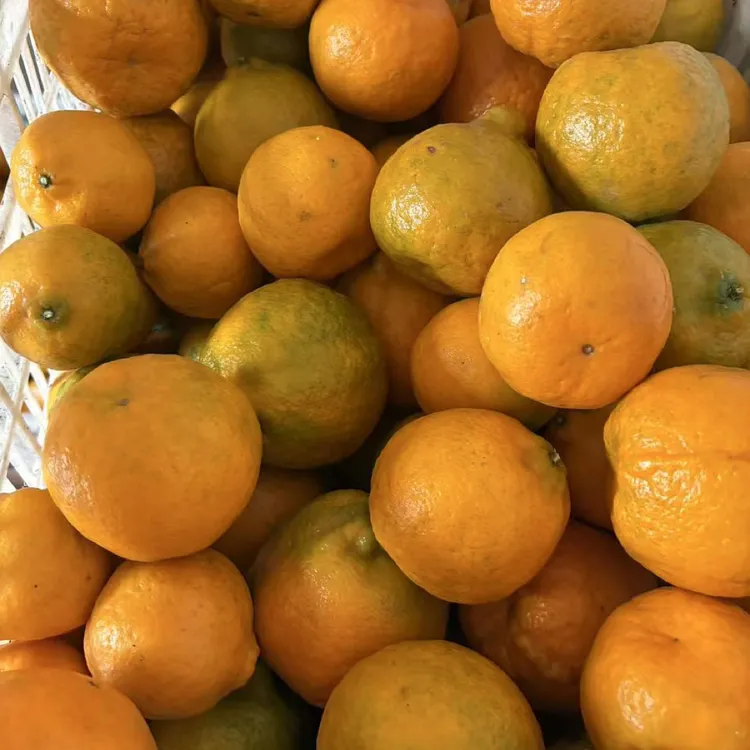 湖北宜昌椪柑柑橘 农家自产现摘新鲜水果 现摘现发顺丰包邮