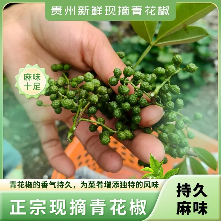 正宗贵州青花椒现采现发专业保鲜发货精品新鲜青花椒麻味十足