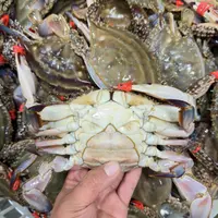 大连庄河带黄母蟹混肉母/3两-6两/只/个别有断腿斤【保鲜不保活】
