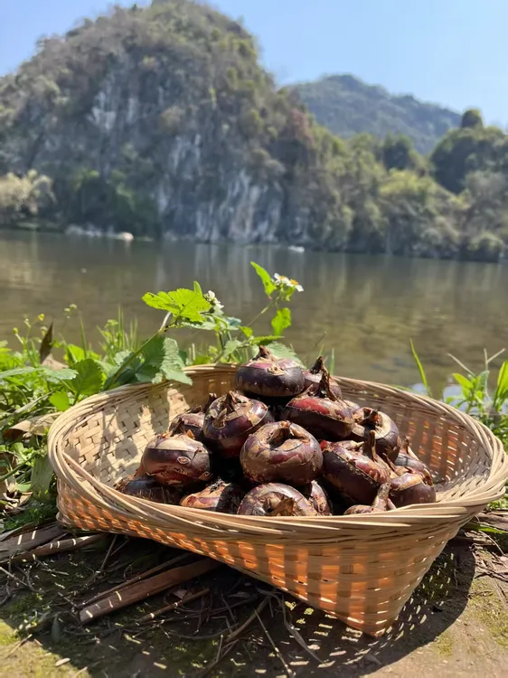 正宗广西荔浦 马蹄 荸荠 脆爽多汁【荔浦直发】新鲜现挖现发