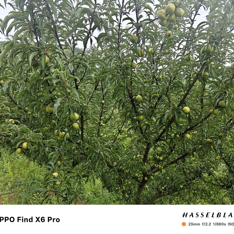 品牌热售50万件贵州六马正宗蜂糖李子树苗原产地直发