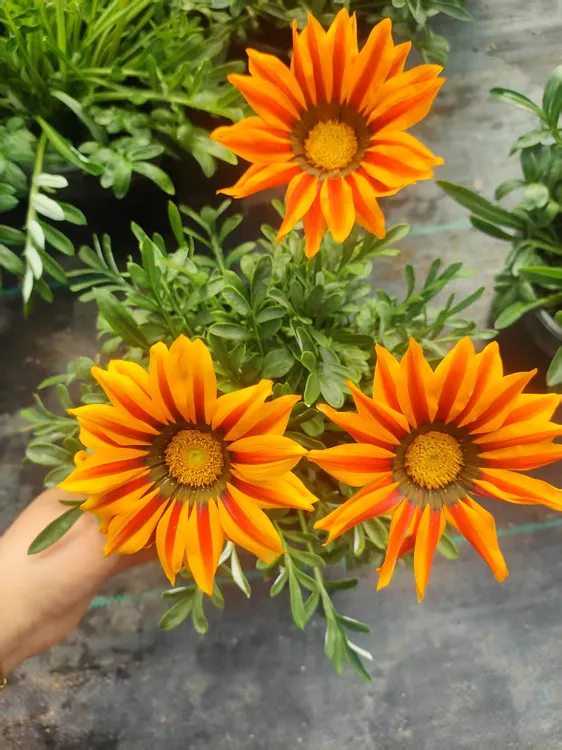 【勋章菊】橙色火焰纹、（顺丰发货）一加仑、易养易活