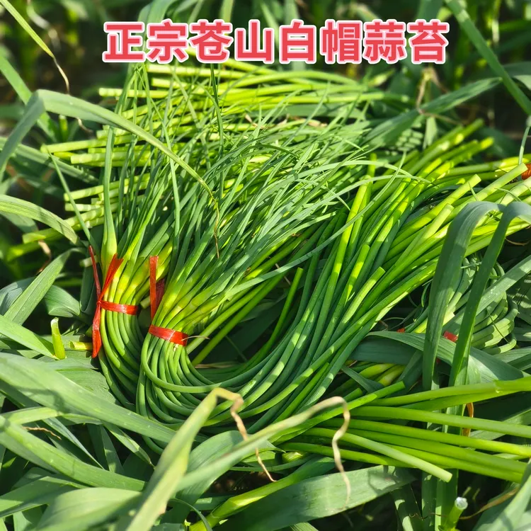 2025年新鲜蒜苔苍山白帽蒜苔农家自种蒜毫脆甜嫩蒜苗当季蒜薹蔬菜