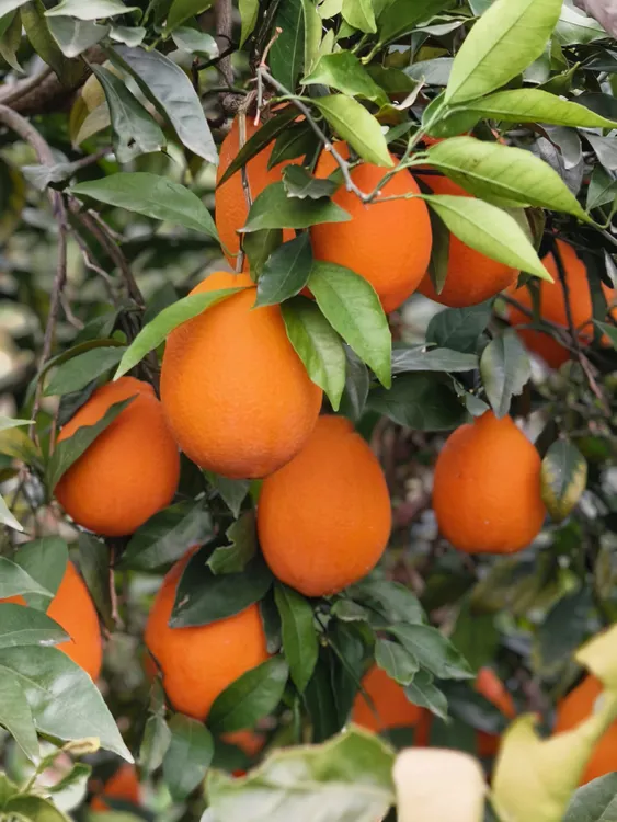 （京东包邮）奉节脐橙5/10斤新鲜现摘香甜多汁