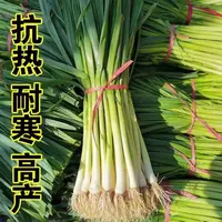 【全店满5元包邮】宽叶蒜苗种子一年四季三茬连续采摘阳台庭院菜籽