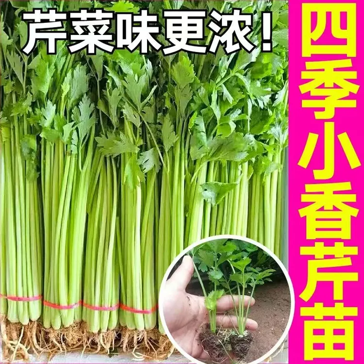 芹菜苗四季种庭院阳台盆栽西芹苗小香芹秧苗耐热耐寒香芹阳台盆栽