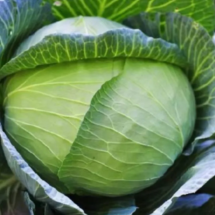 老品京丰一号甘蓝籽包菜种子椰菜籽四季阳台小院家庭种植蔬菜种子