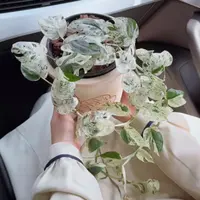 垂藤款【薄荷·麒麟尾】ins风超高级！热植耐热多年生可爬藤