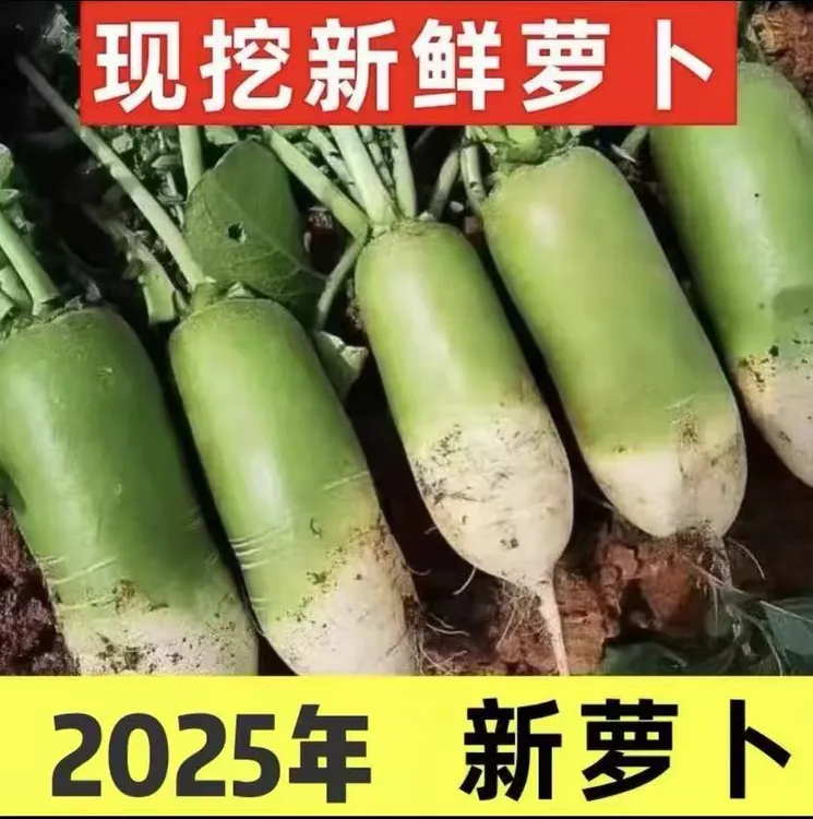 河南开封新鲜青萝卜老品萝卜农家自种萝卜现挖现发5斤包邮