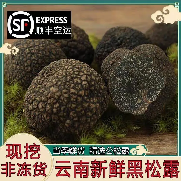 云南野生新鲜黑松露猪拱菌煲汤养生食材顺丰空运
