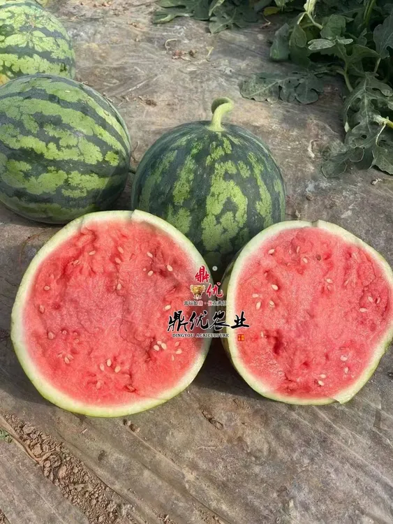 早熟耐裂西瓜种子大红瓤甜美多汁口感好，麒麟西瓜，小薄皮，大红瓤