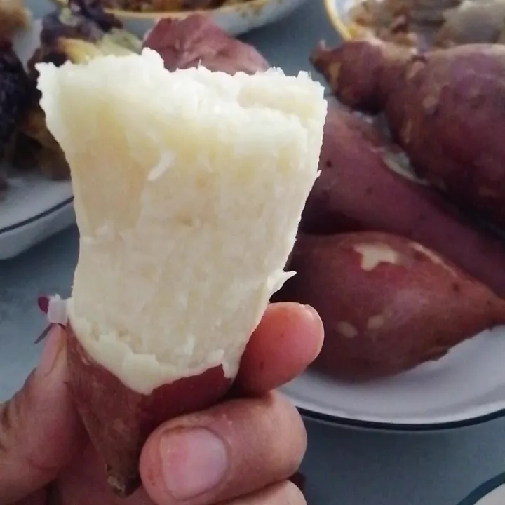 行唐白沙蜜红薯红皮白瓤地瓜白心番薯又甜又面又没丝番薯烤着流油