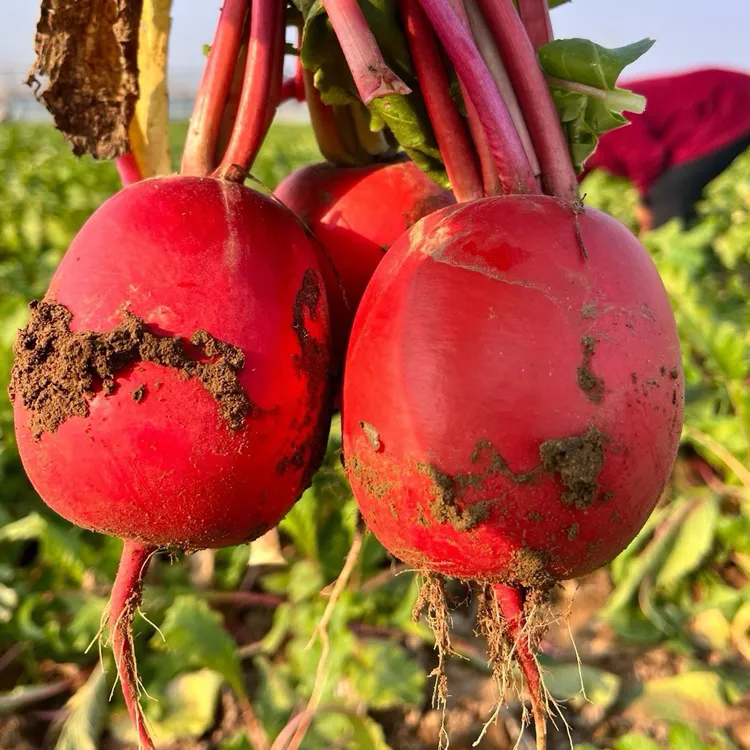 安居镇王家沙湾红萝卜普通5斤礼盒8斤