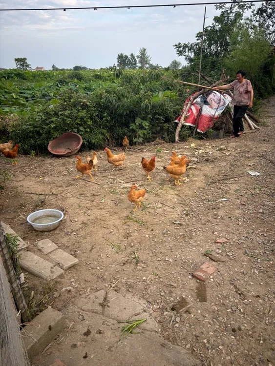 公安正宗农户散养土鸡（非活禽）顺丰冷链下单，一只不包邮