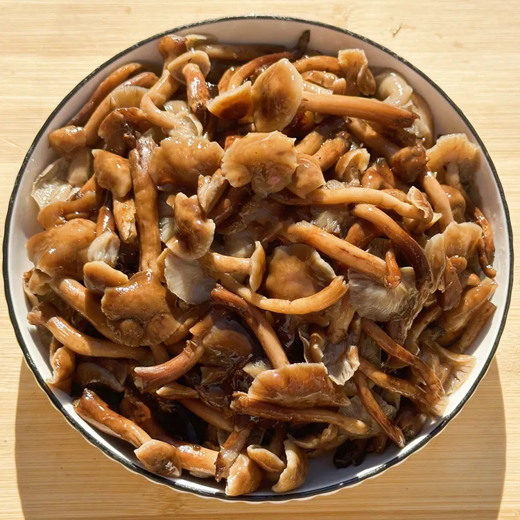 【胖妞专属】新鲜榛蘑东北野生榛蘑焯水咸蘑菇食用无根特产