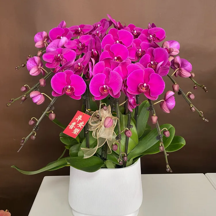 【大辣椒】蝴蝶兰多种花色大花型耐养适合送人送礼的鲜花绿植