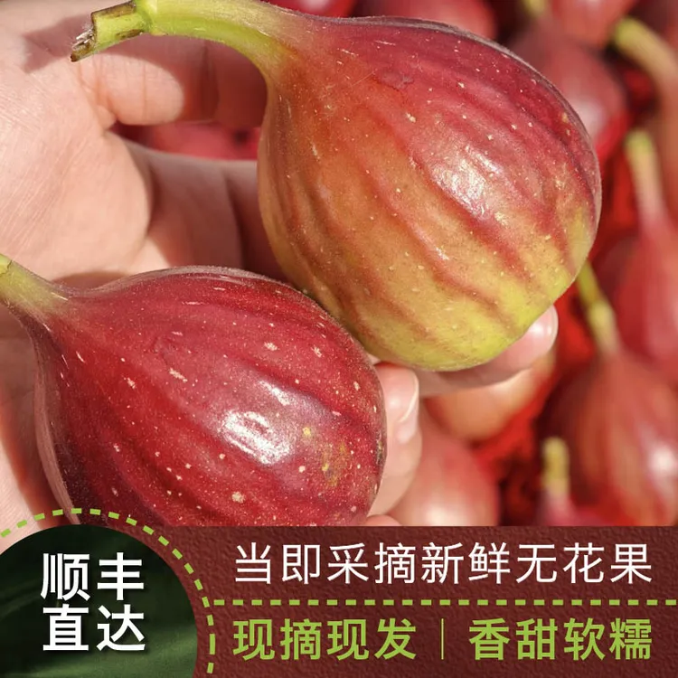 霞浦当季新鲜无花果波姬红上市！