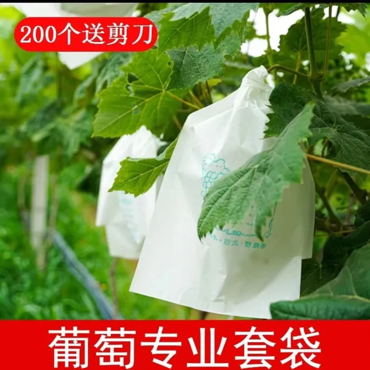 葡萄专用套袋葡萄袋子葡萄果袋纸袋防虫防鸟耐用杨桃袋水晶提子袋