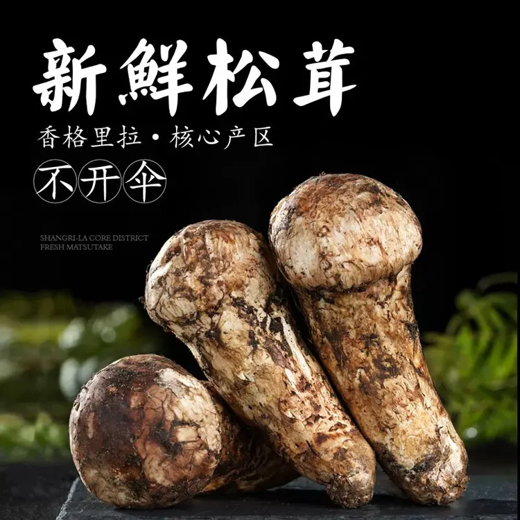 云南深山新鲜松茸菌可煲汤炖鸡刺身顺丰空运冷链包邮