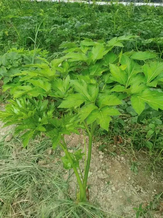 咸草露天种植茎茶正品当季无熏硫新货烘干长寿草神仙草