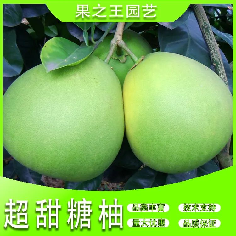 果之王【超甜糖柚】南北方种植盆栽地栽嫁接轻基质容器苗柚子苗