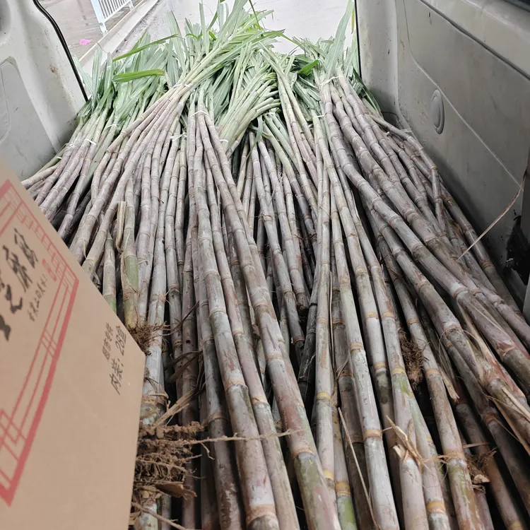 小甘蔗北方特有甜富结甜杆清脆可口