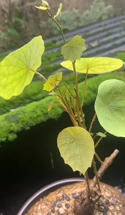 血藤山乌龟金不换爬藤绿植尺寸价格表