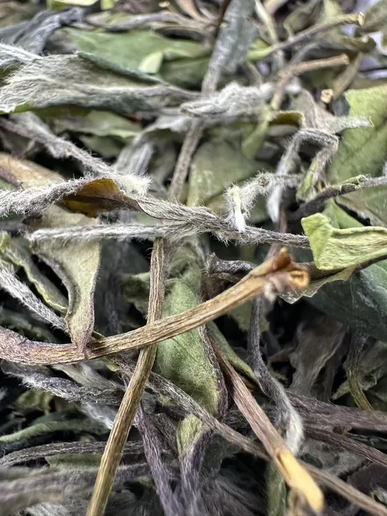 2025年荒野春寿眉花香乳香清甜甘冽醇厚白牡丹白茶耐泡