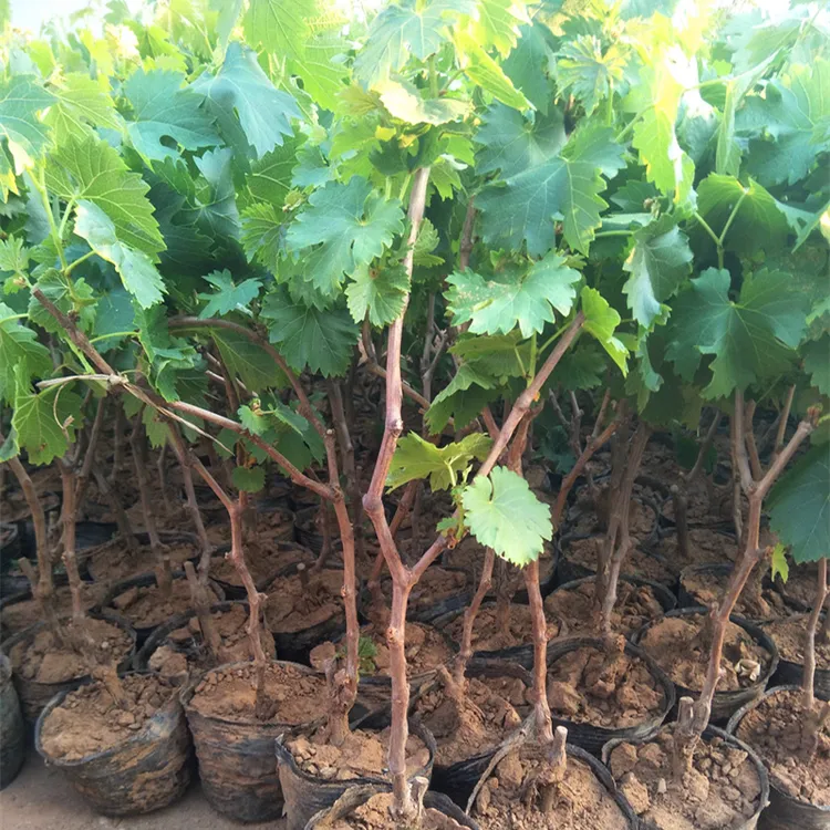 葡萄树苗巨峰阳光玫瑰蓝宝石庭阳台院种植果树盆栽南北方带土