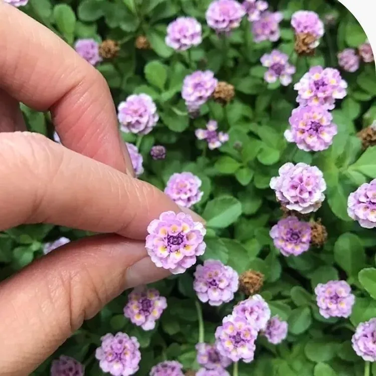 姬岩垂草苗懒人草庭院耐踩踏绿植粉色花绿化耐寒耐热爬藤植物室外