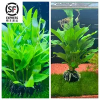 【锦鲤可用】皮实抗造 中柳 大叶榕坨草植物草鱼缸造景抑制藻类净化