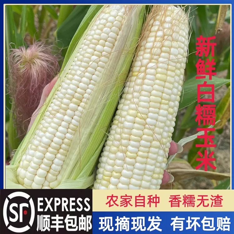 广东梅州自种新鲜现摘白甜糯玉米自然生长代餐早餐苞谷棒顺丰包邮