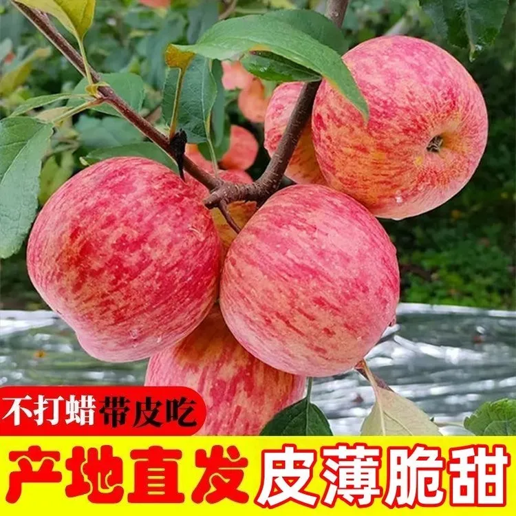 【红富士】2025年山东沂蒙山当季（条纹）红富士苹果新鲜采摘脆甜多汁