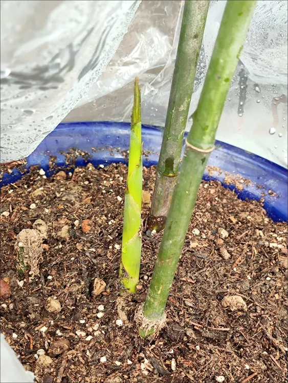 玉竹实心竹苗实心金丝竹苗实心竹苗庭院盆栽