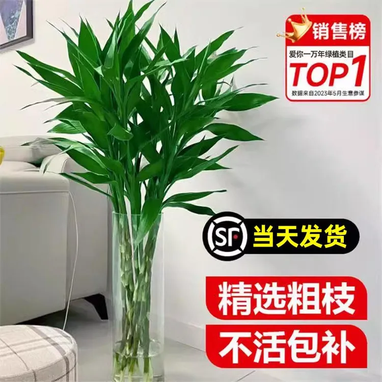 富贵竹水培植物客厅招财粗竹水养节节高绿植室内办公桌盆栽转运竹