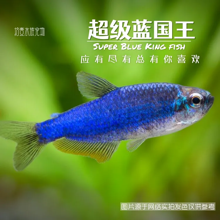 超级蓝国王鱼蓝凯瑞南美热带观赏鱼小型灯科鱼高端鱼淡水群游