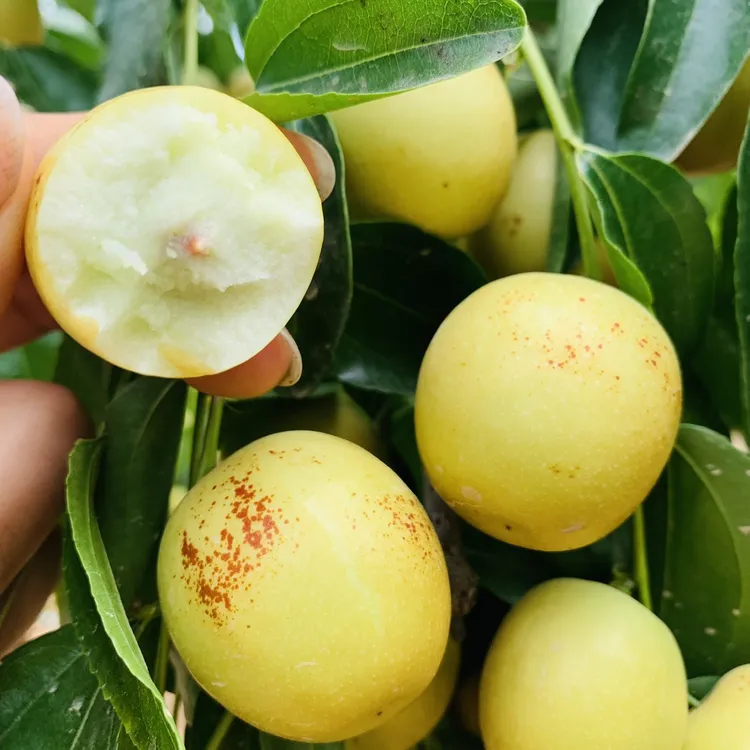 陕西大荔枣树冬枣当季新鲜现摘口感酥，脆甜多汁产地直发