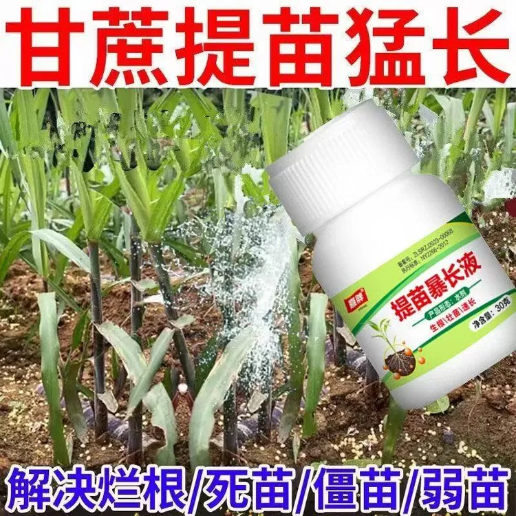 甘蔗提苗暴长专用生根剂甘蔗生根菌肥猛微生物剂防黄苗死苗增瓜灵