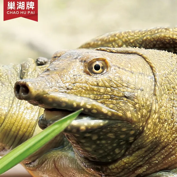 宠粉福利鲜活外塘母甲鱼顺丰包邮到家