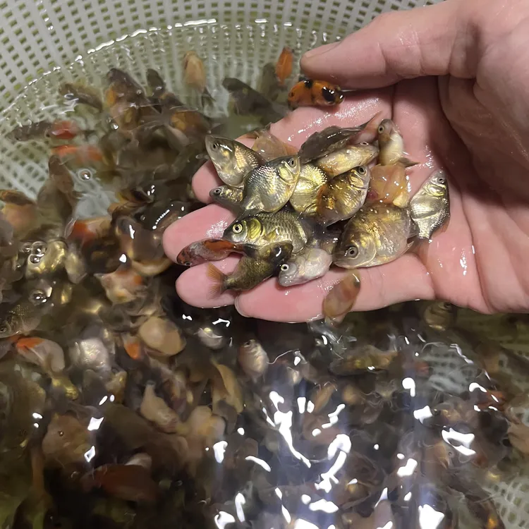 泰狮水花鱼苗冷水鱼观赏鱼1公分左右【直播链接】以直播间为准