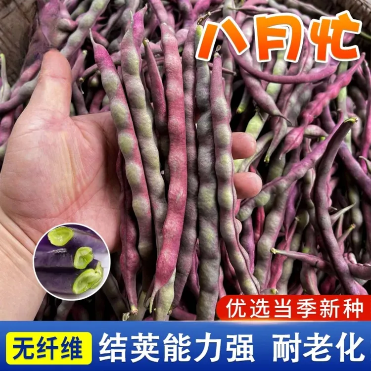 【八月忙豆角种子】耐热高产无筋冻死鬼豆角四季豆家庭阳台蔬菜种籽