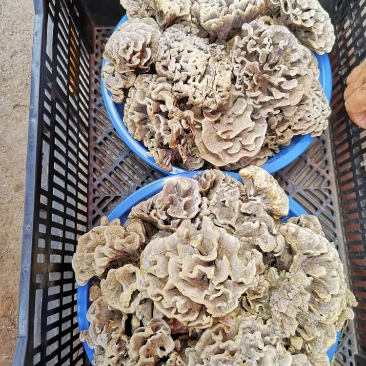 人工栽培野生干巴菌食用菇 绣球菌对花菌马牙菌人工种植菌种包
