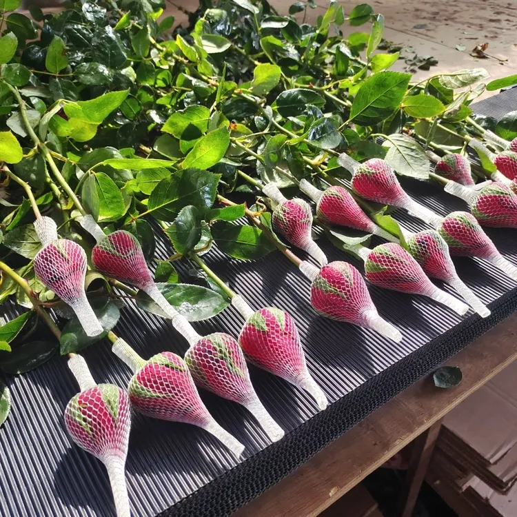 【基地直发】云南红玫瑰鲜花卡罗拉带网套结婚玫瑰批发三八妇女节